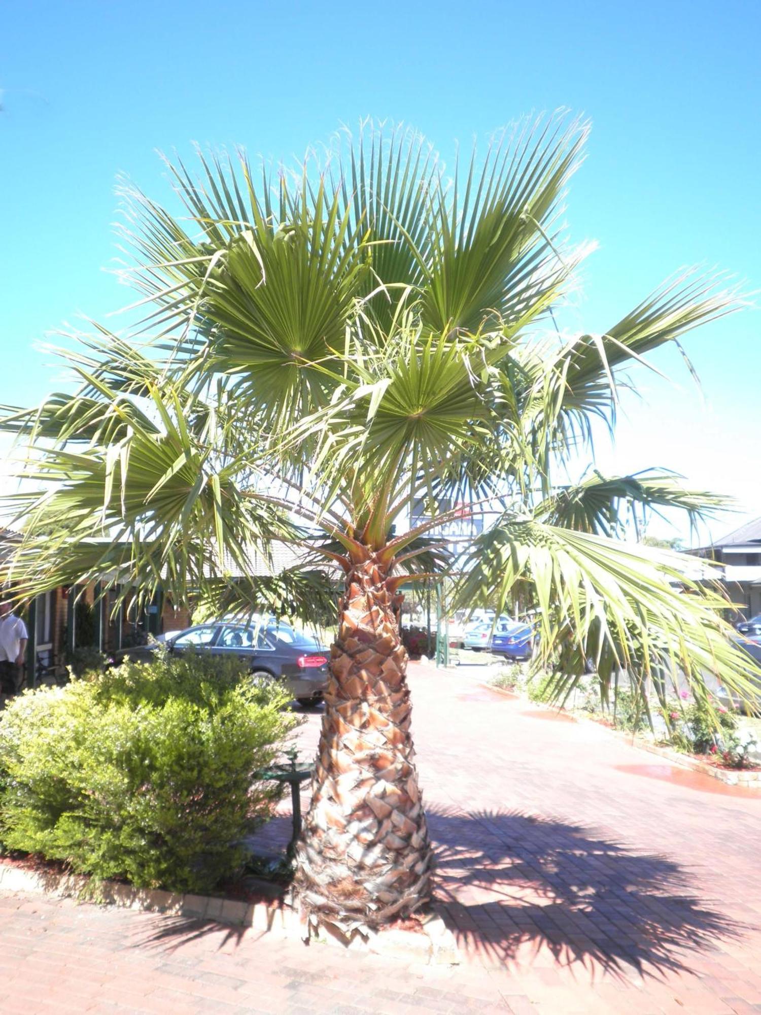 Ningana Motel Mudgee Dış mekan fotoğraf